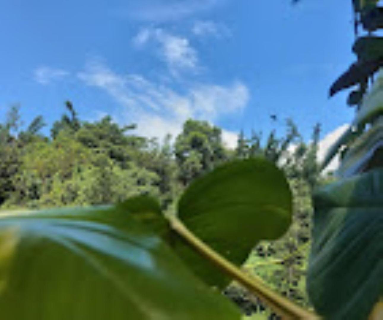 Brahmaputra Jungle Resort Guwahati Exterior foto